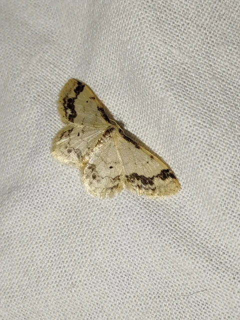Idaea trigeminata - csúcsfoltos apróaraszoló