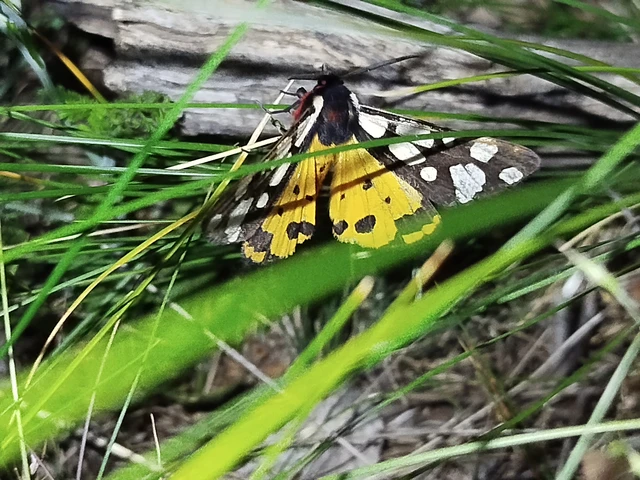 Arctia villica - fekete medvelepke