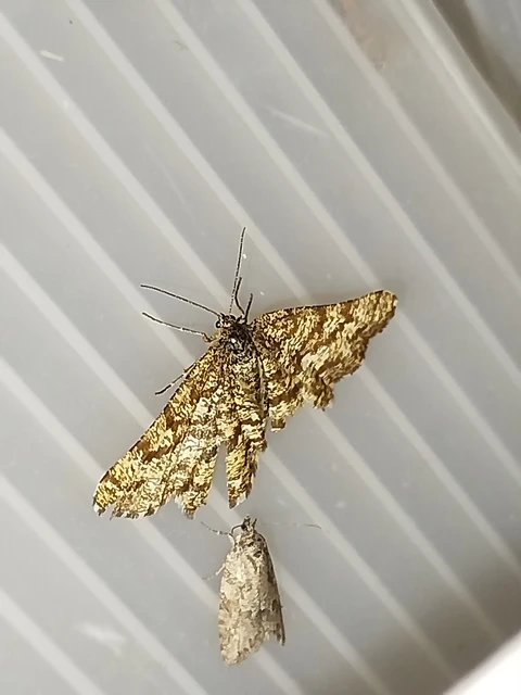 Ematurga atomaria - barna rétiaraszoló