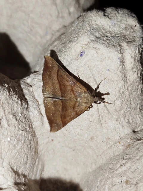 Hypena proboscidalis - ormányos karcsúbagoly