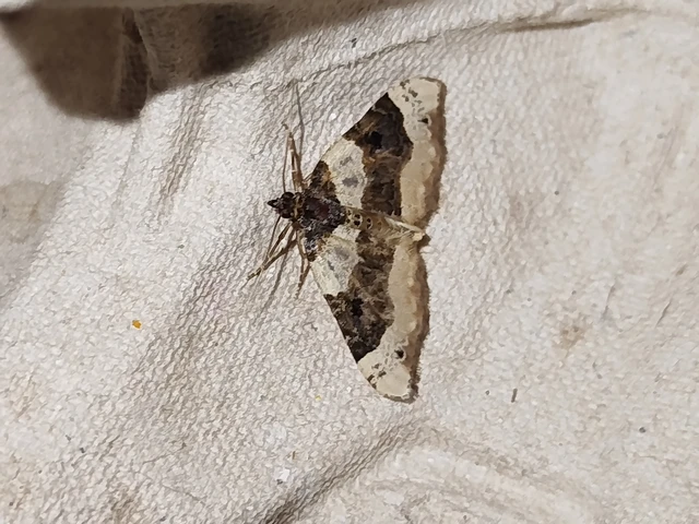 Cosmorhoe ocellata - szemes galajaraszoló
