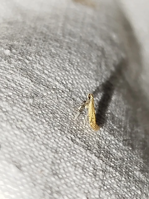 Aspilapteryx limosella - gamandor-keskenymoly