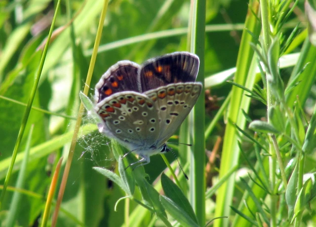 Polyommatus icarus - közönséges boglárka