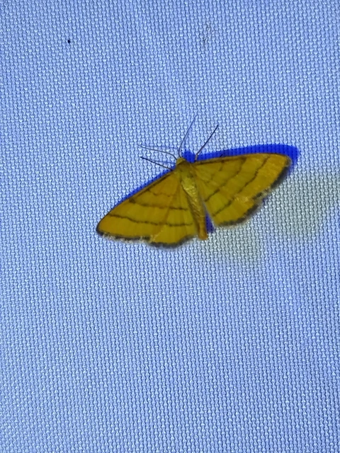 Idaea aureolaria - aranyos sávosaraszoló