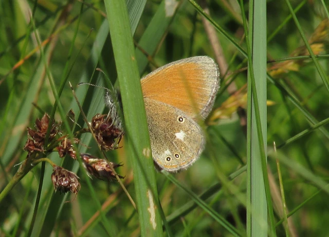 Coenonympha glycerion - közönséges szénalepke