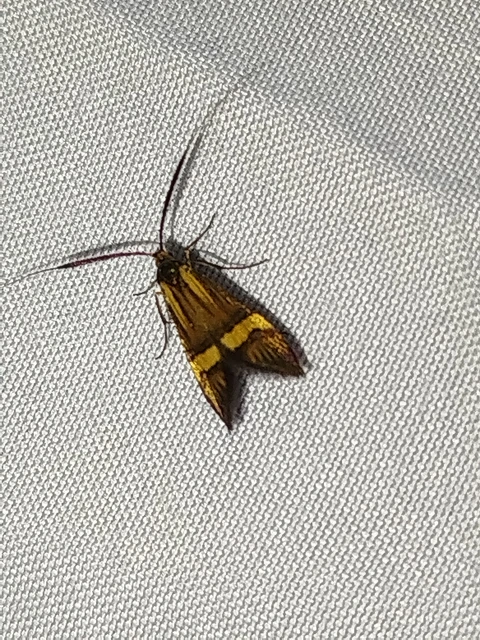 Nemophora degeerella - pompás tőrösmoly Nemophora degeerella - pompás tőrösmoly