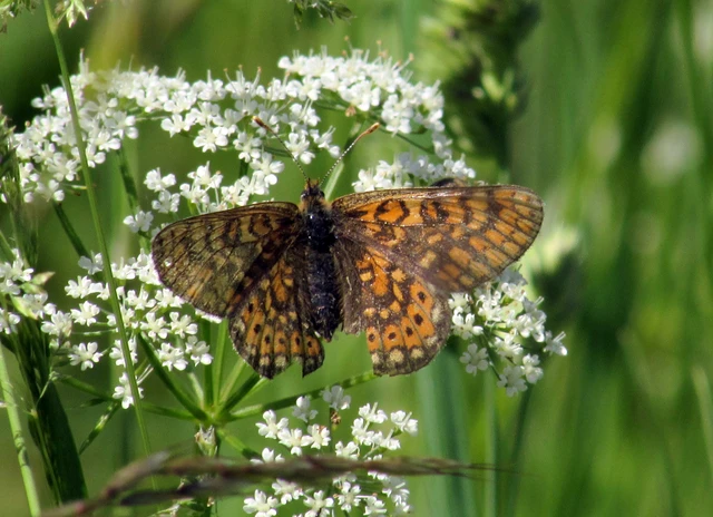 Euphydryas aurinia - lápi tarkalepke