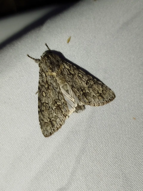 Acronicta aceris - vadgesztenye-szigonyosbagoly