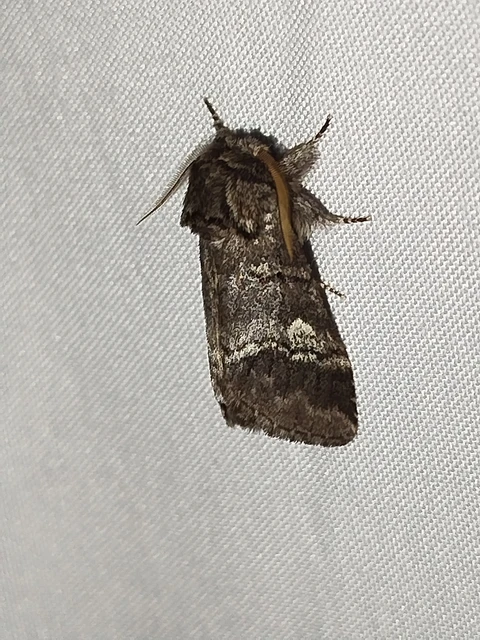Drymonia querna - tölgyfa-púposszövő