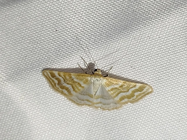 Idaea sericeata - selymes sávosaraszoló