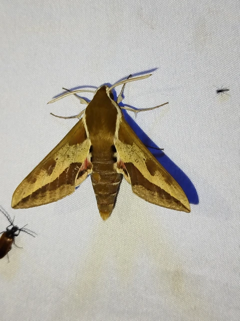 Hyles euphorbiae - kutyatejszender