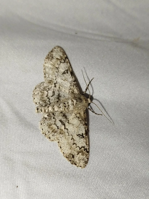 Ascotis selenaria - holdas faaraszoló