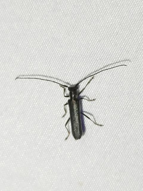 Stenostola dubia - fémes hársfacincér