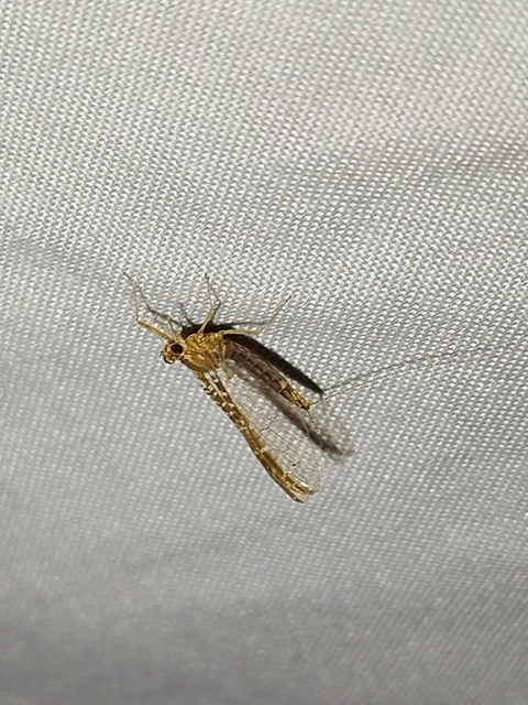 Cloeon dipterum - elevenszülő kérész