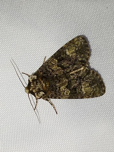 Craniophora ligustri - fagyalbagoly