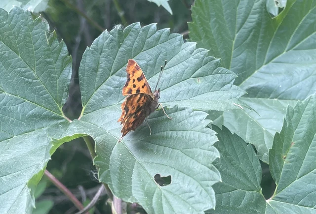 Nymphalis c-album - C-betűs lepke