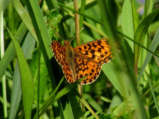 Boloria dia - kis gyöngyházlepke