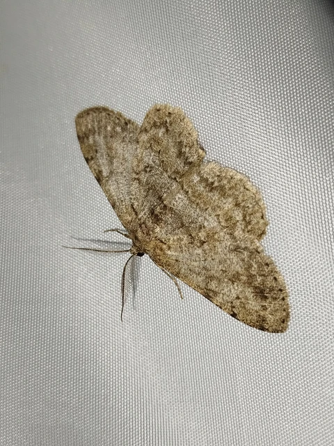 Hypomecis punctinalis - pettyes faaraszoló