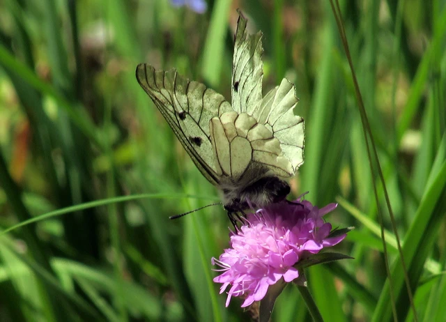 Parnassius mnemosyne - kis apollólepke