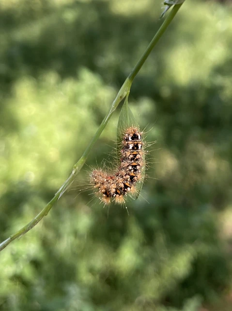 Acronicta rumicis - sóska-szigonyosbagoly Acronicta rumicis - sóska-szigonyosbagoly