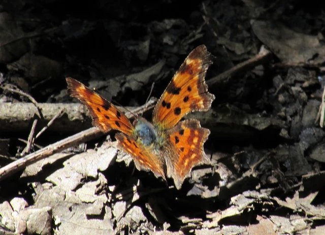 Nymphalis c-album - C-betűs lepke