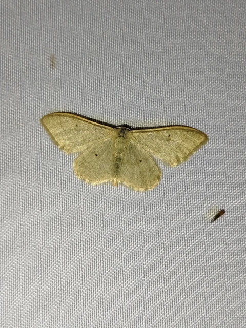 Idaea straminata - szalmasárga sávosaraszoló