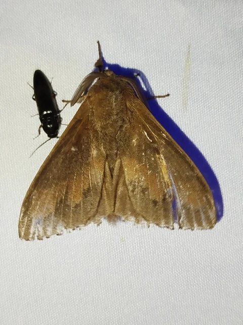 Dendrolimus pini - fenyőpohók
