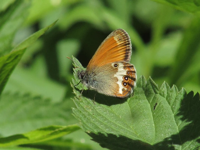 Coenonympha arcania - fehéröves szénalepke