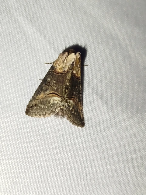 Abrostola agnorista - sziklalakó csalánbagoly
