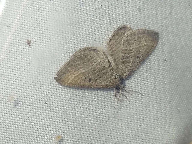 Phibalapteryx virgata - szürke galajaraszoló