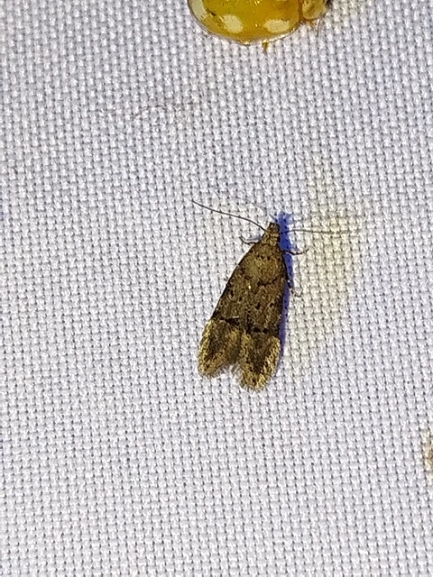 Teleiodes vulgella - galagonya-borzasmoly