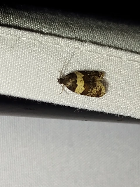 Isotrias hybridana - cifra sodrómoly
