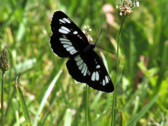 Neptis rivularis - nagy fehérsávoslepke