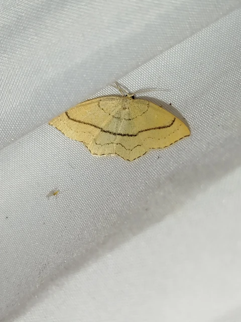 Cyclophora linearia - vonalas pettyesaraszoló