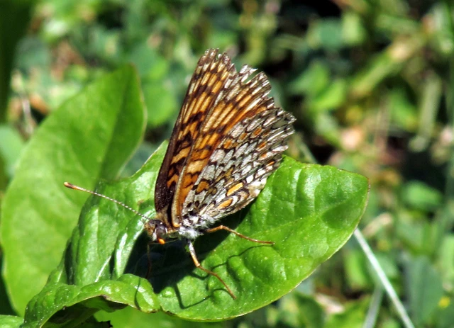 Melitaea phoebe - nagy tarkalepke
