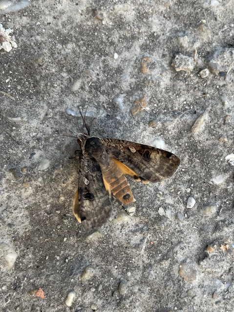 Noctua pronuba - nagy sárgafűbagoly