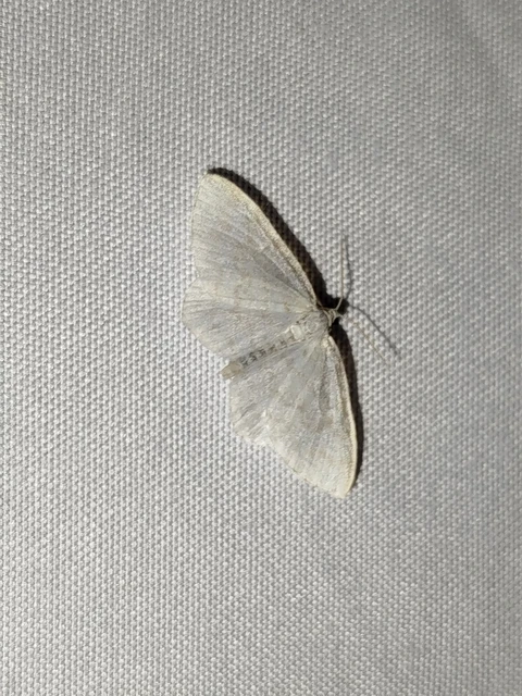 Asthena albulata - gyertyán-fehéraraszoló