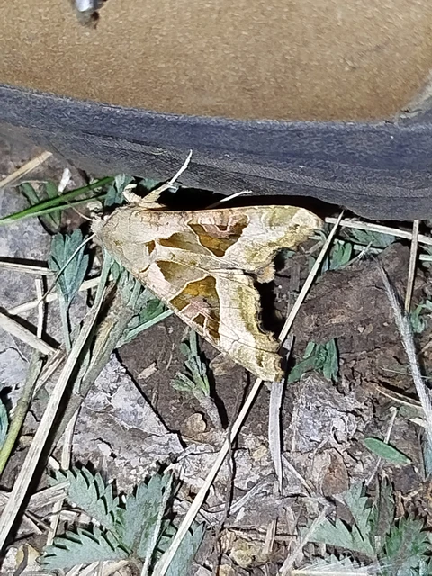 Phlogophora meticulosa - vándorló csipkésbagoly