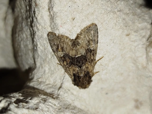 Apamea illyria - déli dudvabagoly