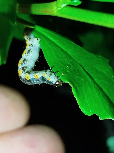 Hydria cervinalis - őzbarna araszoló