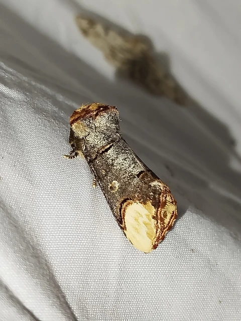 Phalera bucephala - sárgafoltos púposszövő