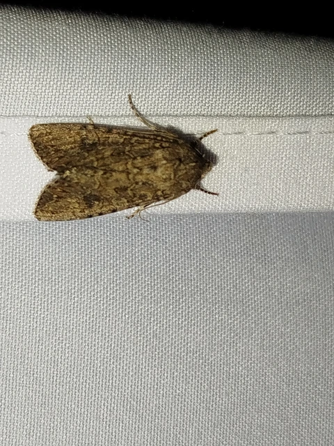 Hadula trifolii - lóherebagoly