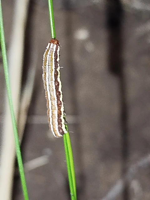 Chloantha hyperici - orbáncfű-sugarasbagoly