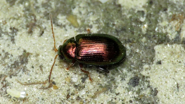 Crepidodera aurea - nagy nyár-földibolha