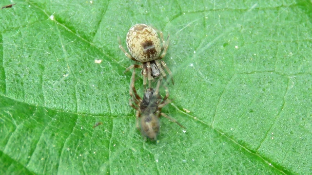 Dictyna