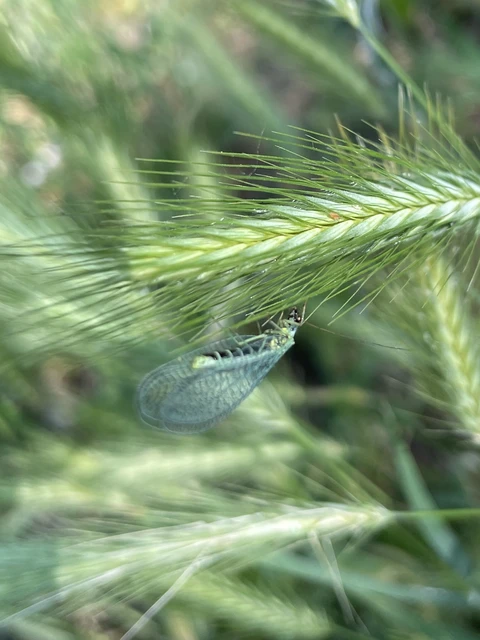 Chrysopa Chrysopa