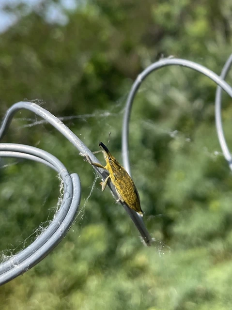 Lixus iridis - bürökfúró dudvabarkó