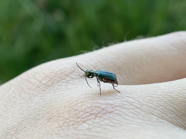 Melyridae - sziklaibogár-félék
