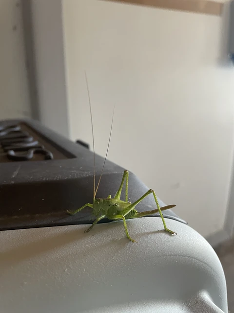 Tettigonia viridissima - zöld lombszöcske