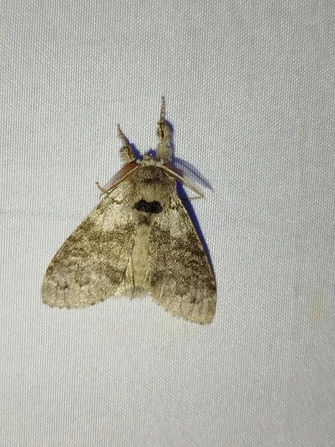 Calliteara pudibunda - hamvasszövő